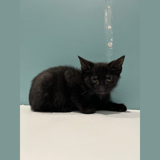 Photo of Kitten Crew