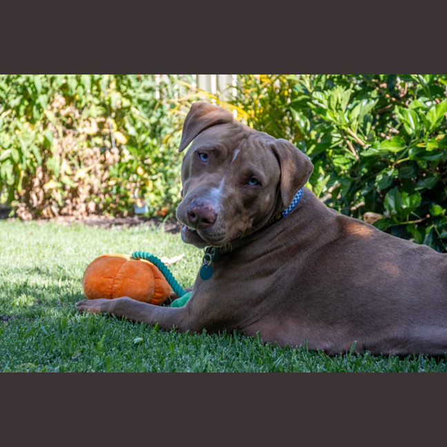Photo of Luna