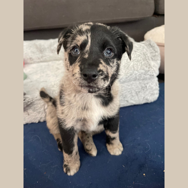 Photo of Leo   8 Week Old Koolie (Trial)