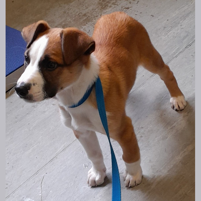 Photo of Rogue (Tuff)