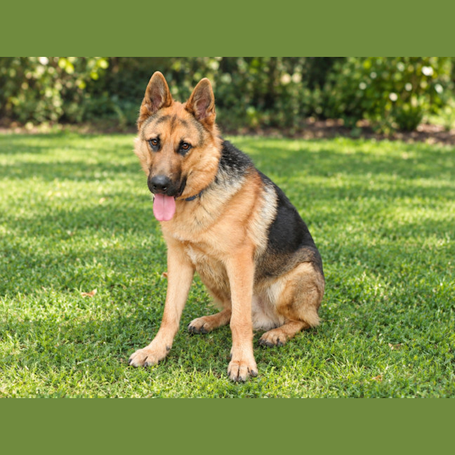 Photo of Odin