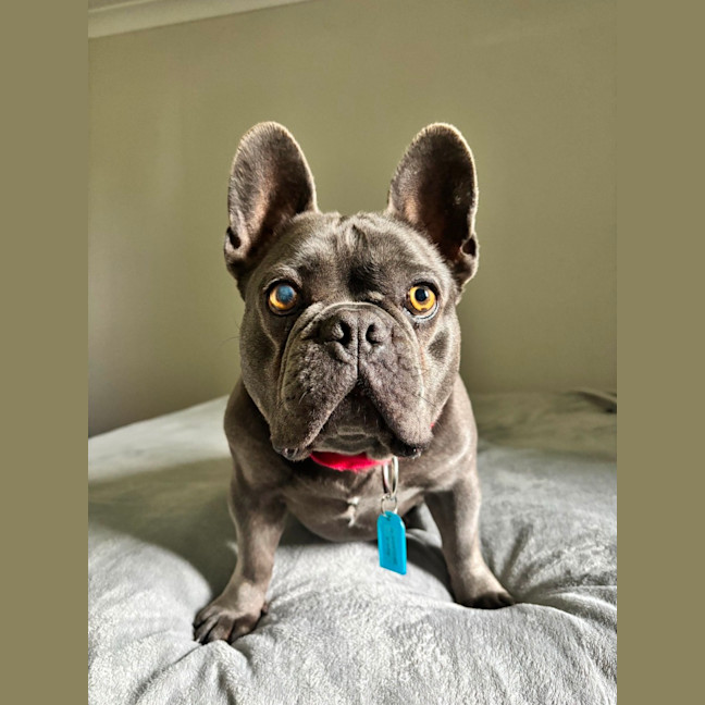 Photo of Arnie   4 Year Old French Bulldog