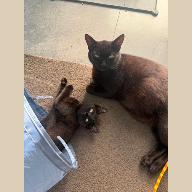 Photo of Mystique (With Panda)