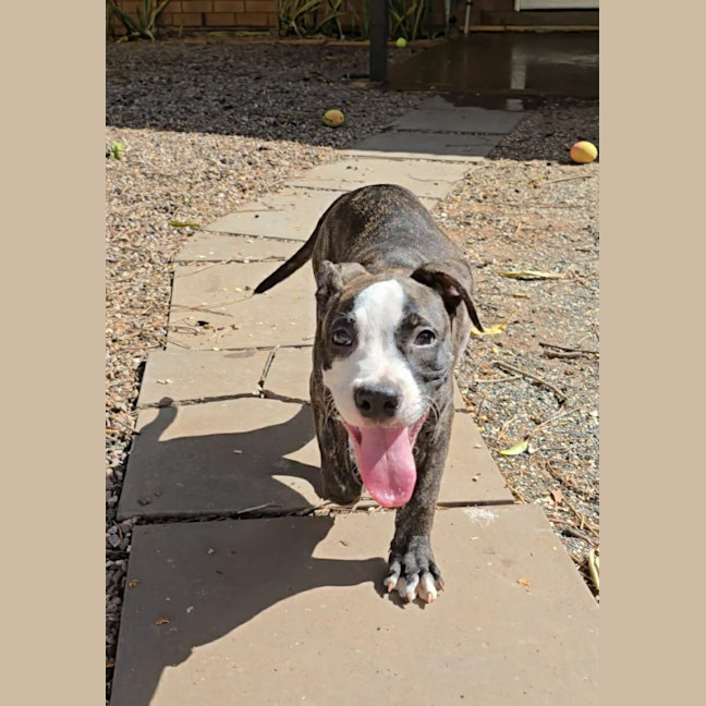Photo of Rusty