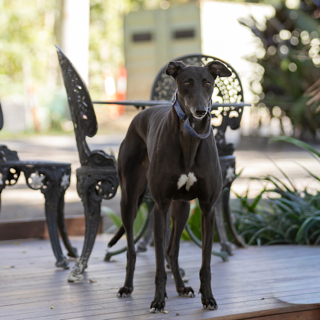 Photo of Pepper