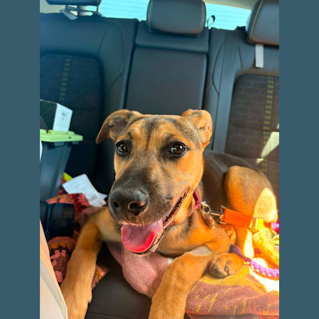 Photo of Lacey