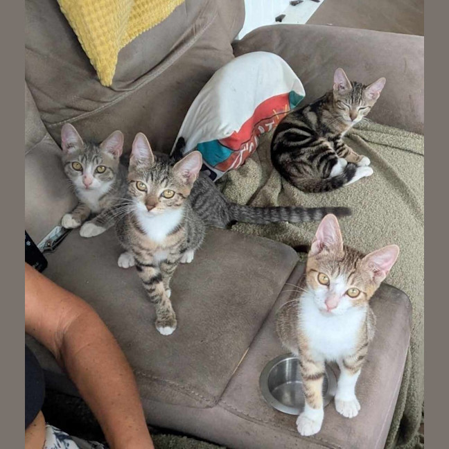 Photo of Marmalade