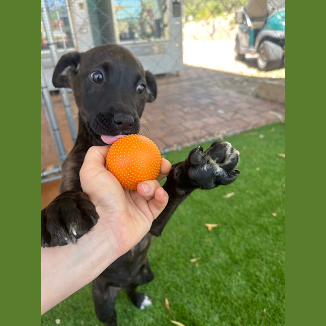 Photo of Pepper