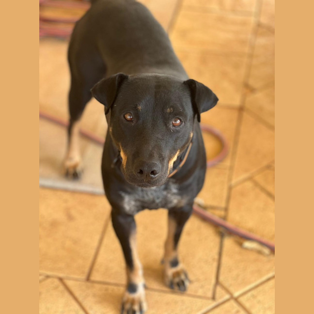 Photo of Sage