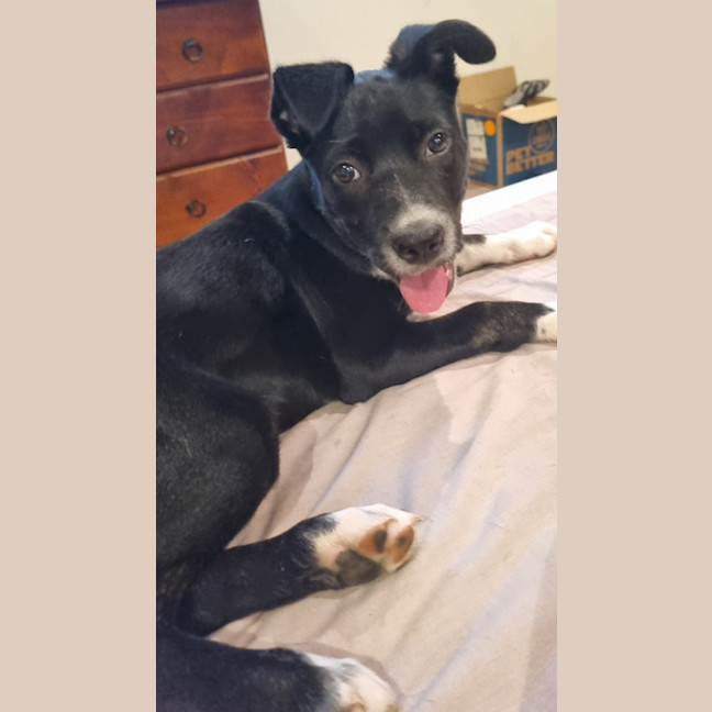 Photo of Poppy