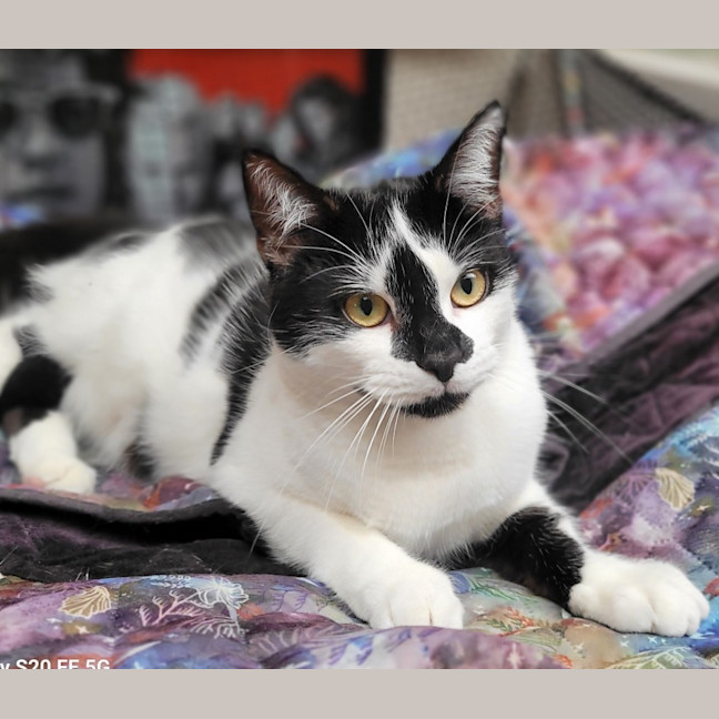 Photo of 🐈‍⬛ Blaze 💕