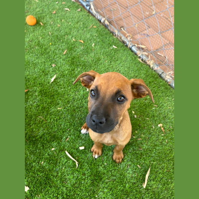 Photo of Ruby