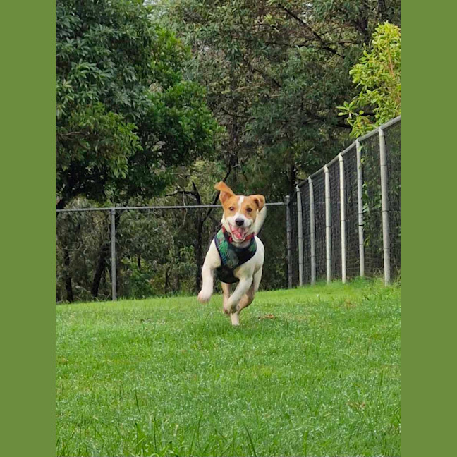 Photo of Milo