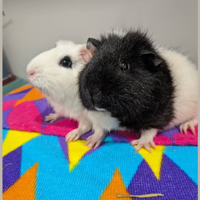 Photo of Snowflake & Oreo