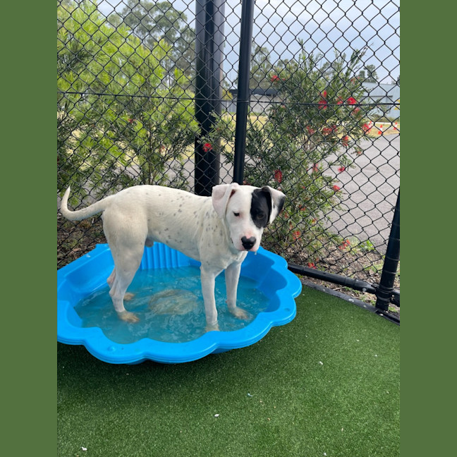 Photo of Wallace Imp 1417