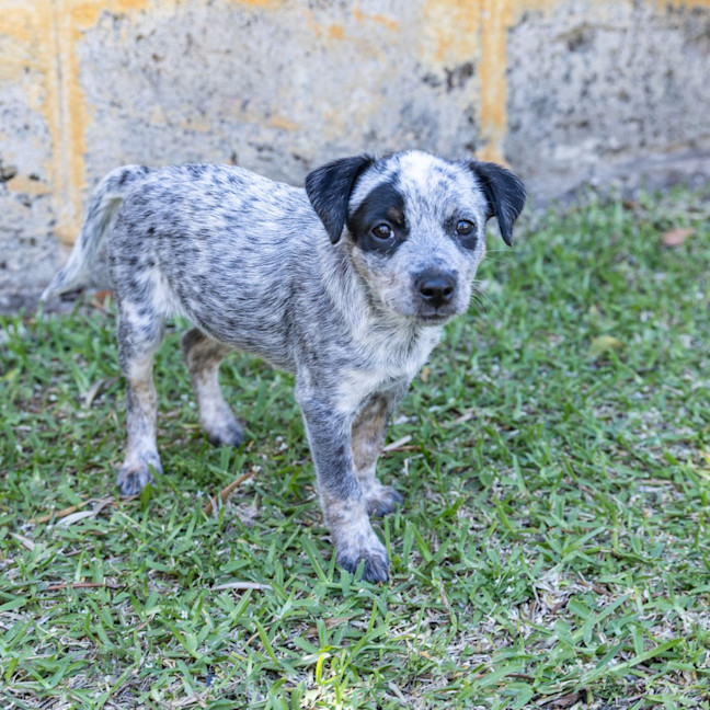 Photo of Peanut