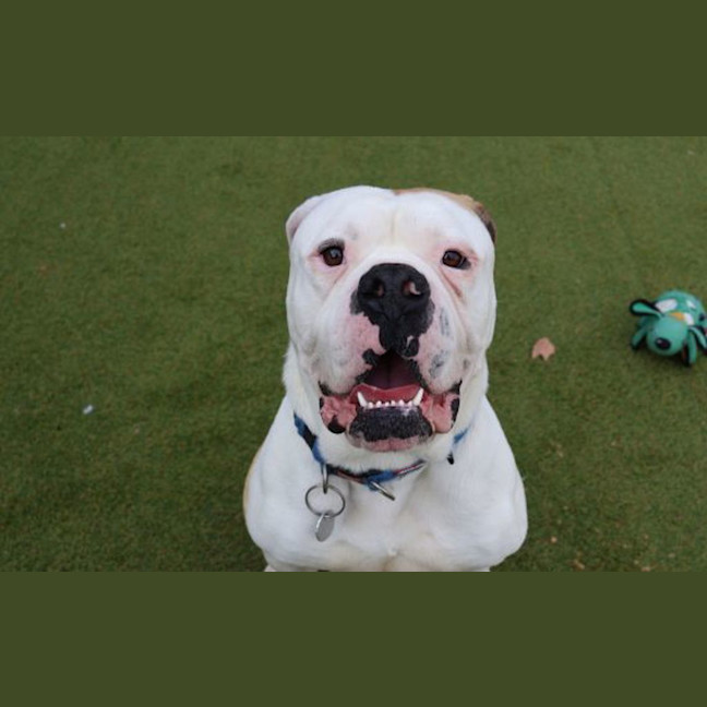 Photo of Mr. Fancy Face 