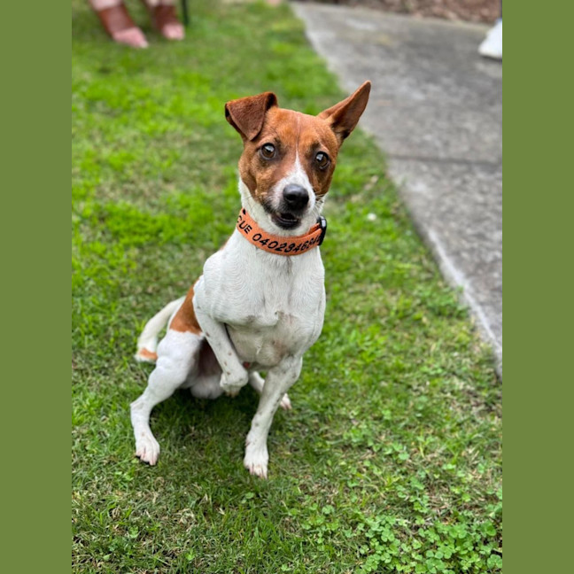 Photo of Pretzel 