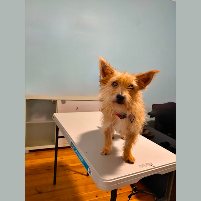 Photo of James   3 Year Old Australian Terrier X