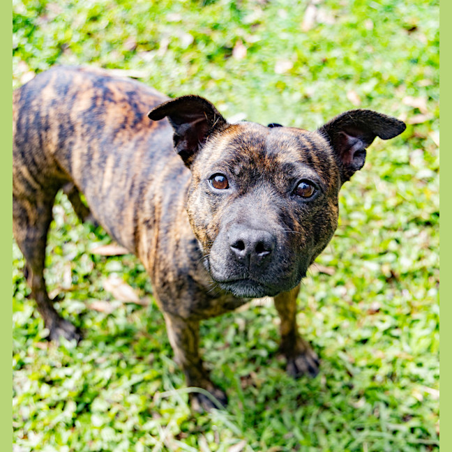 Photo of Daffodil 