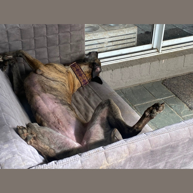 Photo of Brinny The Greyhound