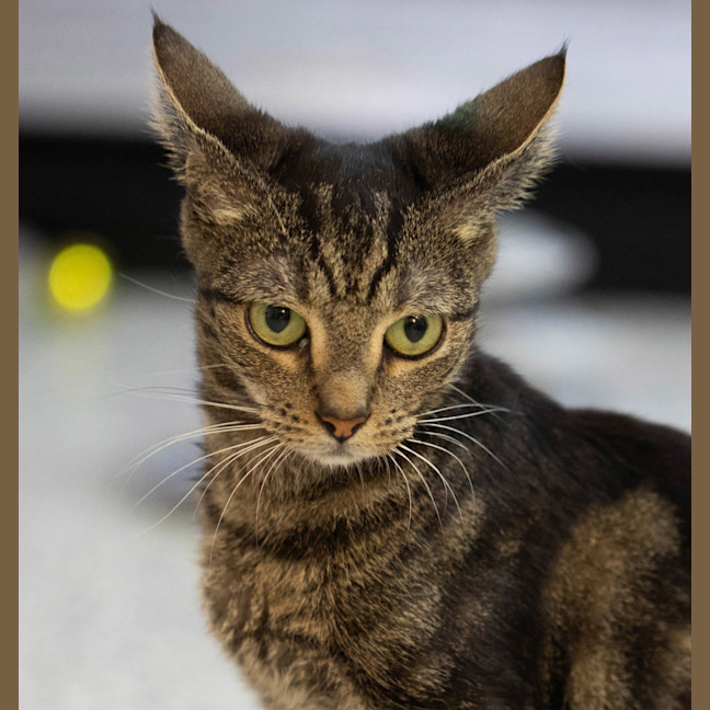 Photo of Elbow Macaroni