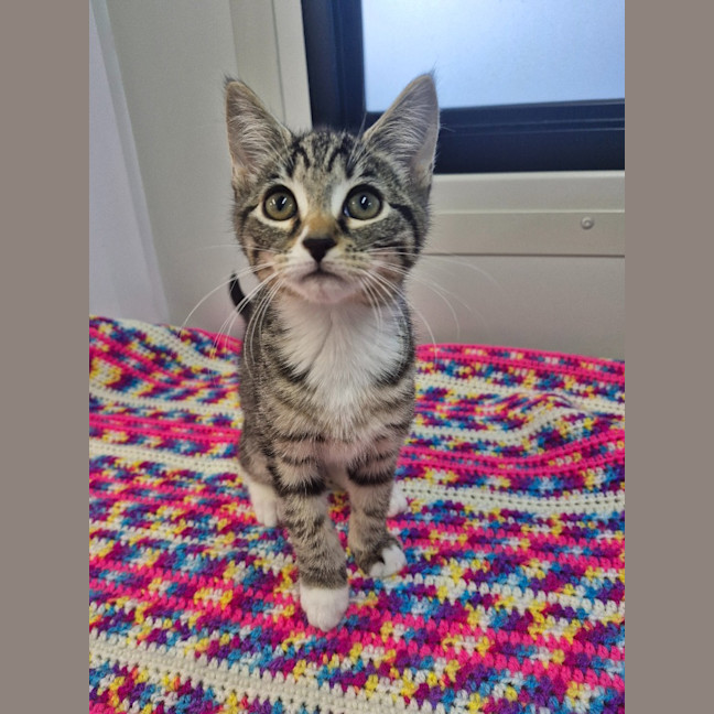 Photo of Sweet Pea   Petstock Invermay