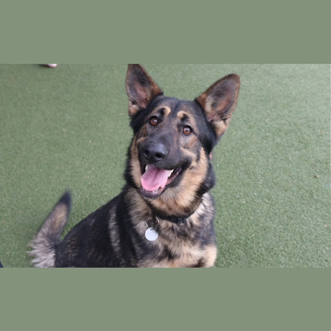 Photo of Koda