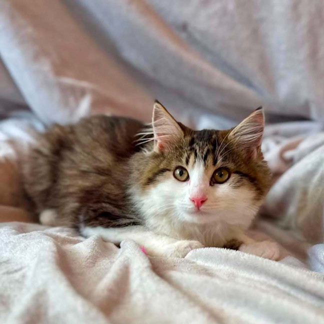 Photo of Sabrina   In Foster Care In Templestowe