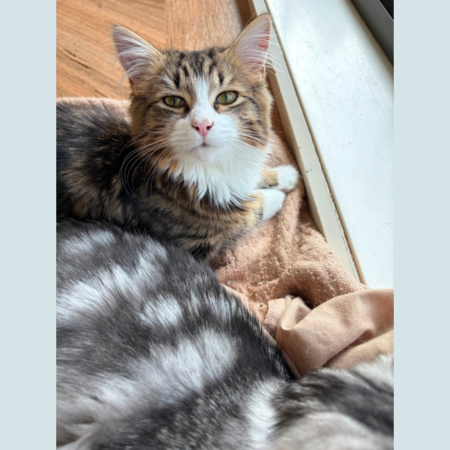 Photo of Paprika
