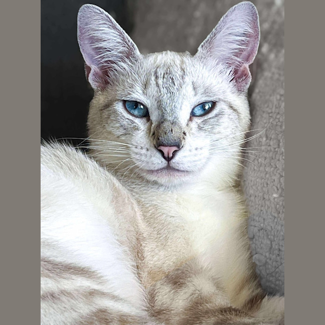 Photo of Milkshake