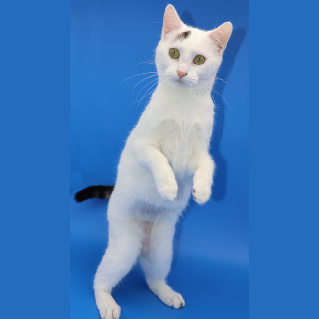 Photo of Emelia   Now Available At Pet Quarters Morisset