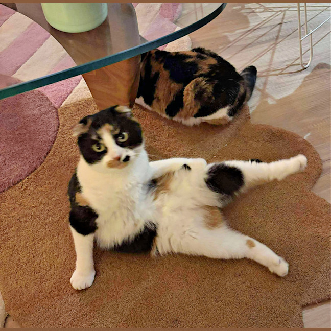 Photo of 🥂Mimosa & Bellini🥂