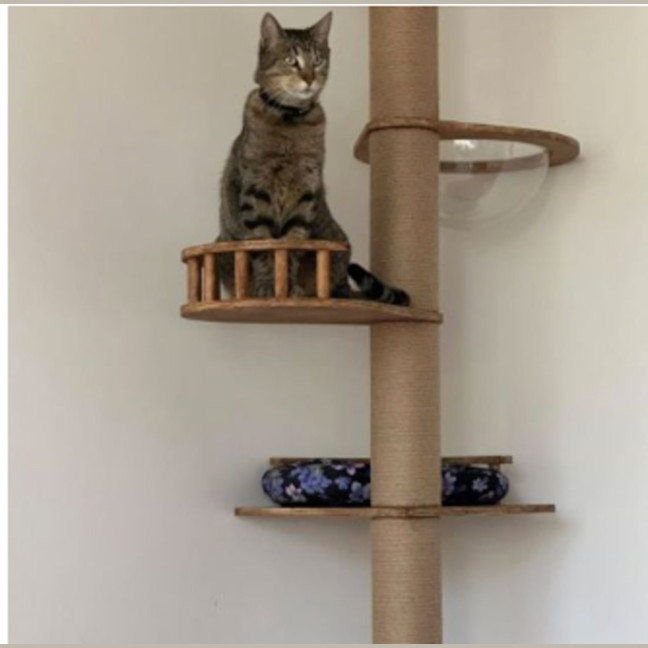 Photo of King
