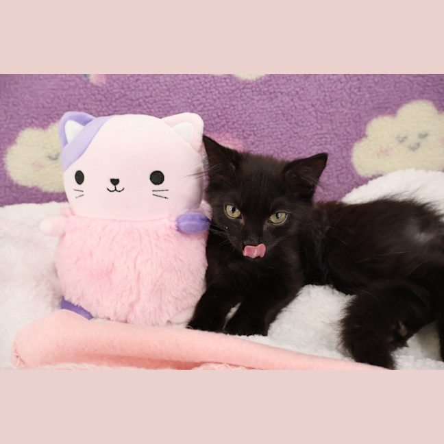 Photo of Bisque