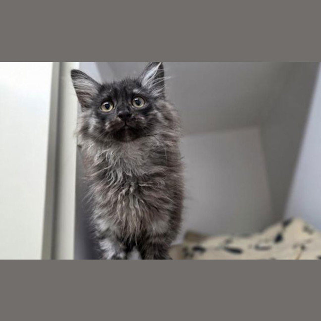 Photo of Neo