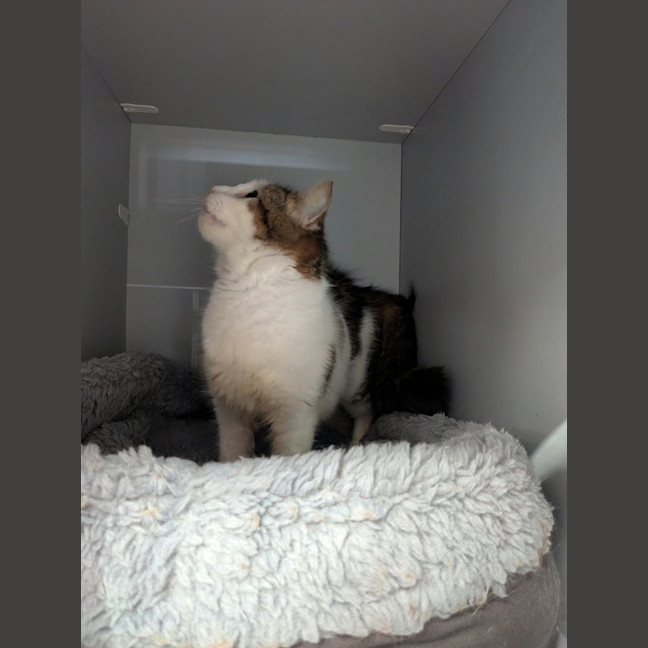 Photo of Ziggy