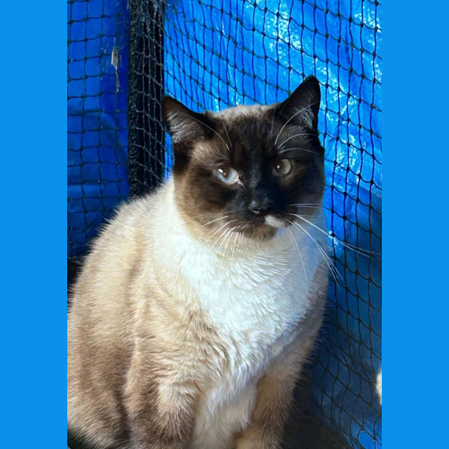 Photo of Chai 