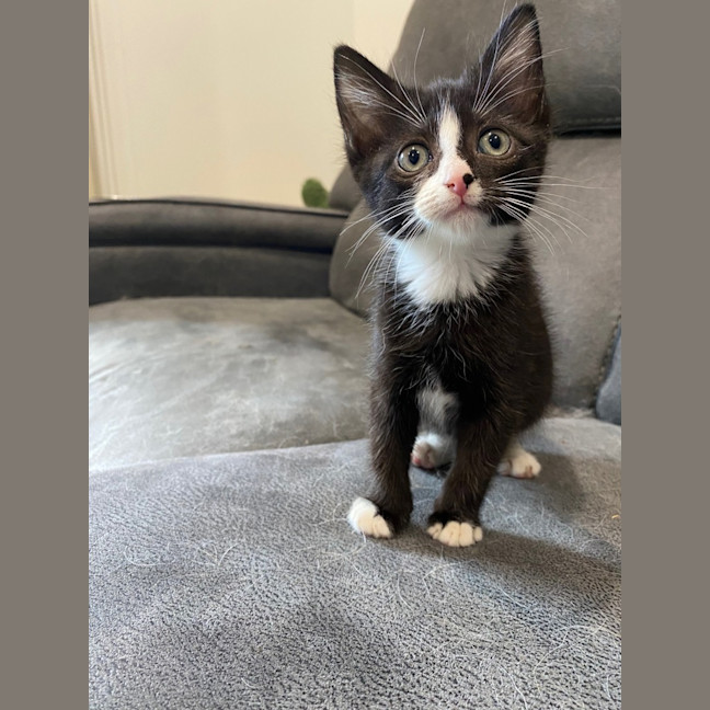 Photo of Miruku (Was Rice Bubble)