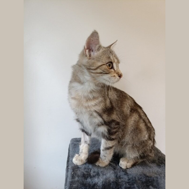 Photo of Jasper