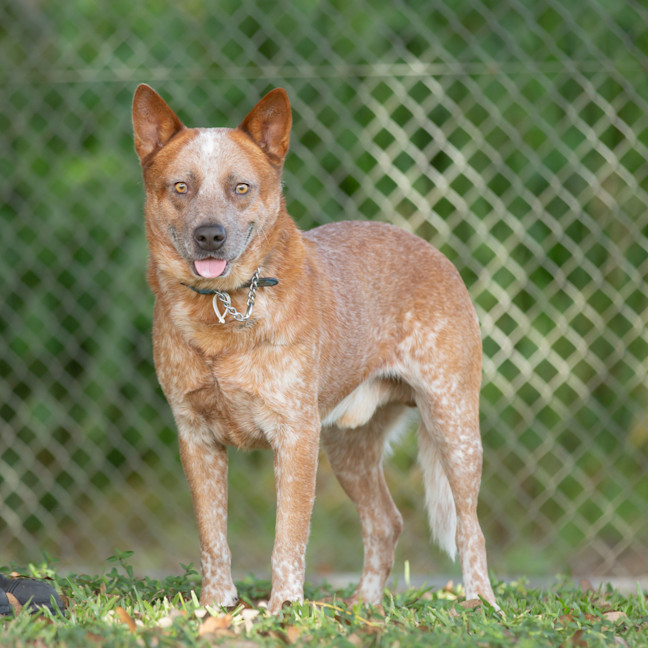 Photo of Trooper