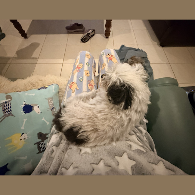 Photo of Bobby 🐼 Maltese X Shih Tzu