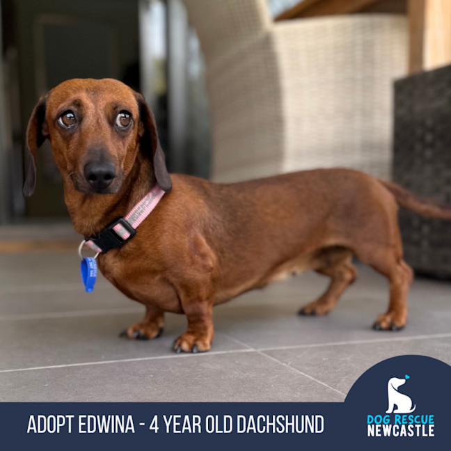 Photo of Edwina   4 Year Old Dachshund