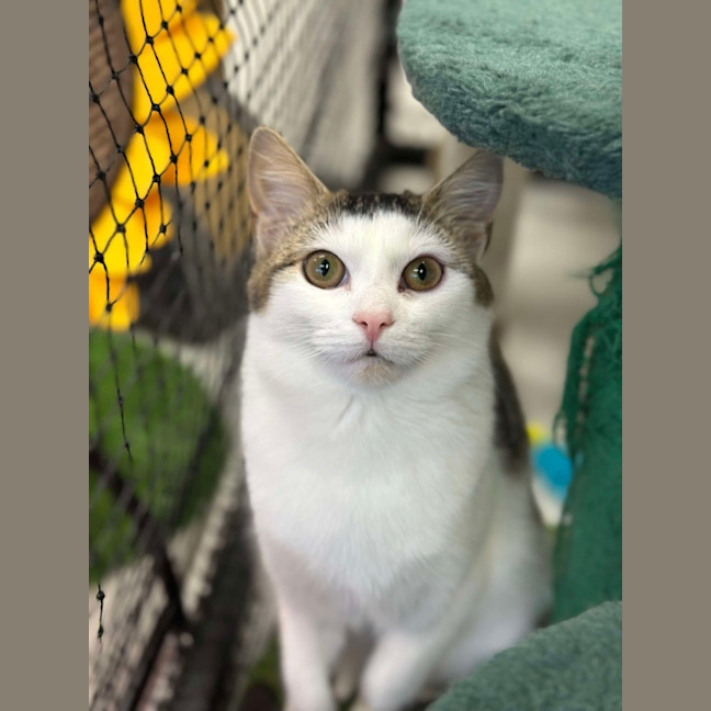 Photo of 🎠 Niffler 5926 🎠