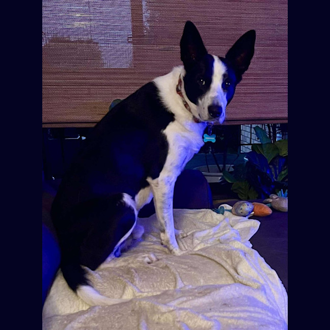 Photo of Finn