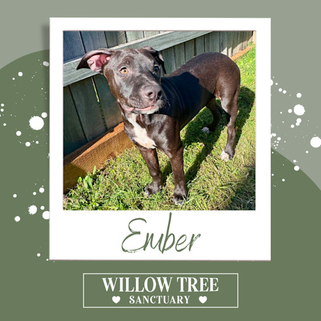 Photo of Ember