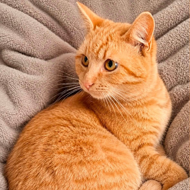 Photo of Buttercup