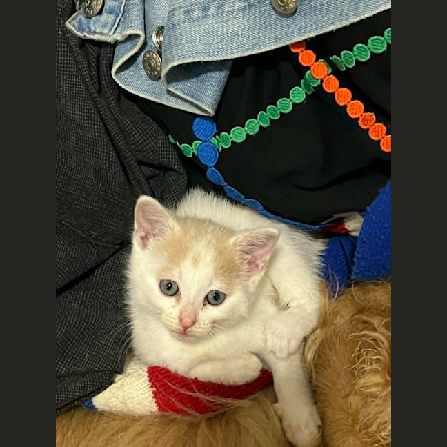 Photo of Clover