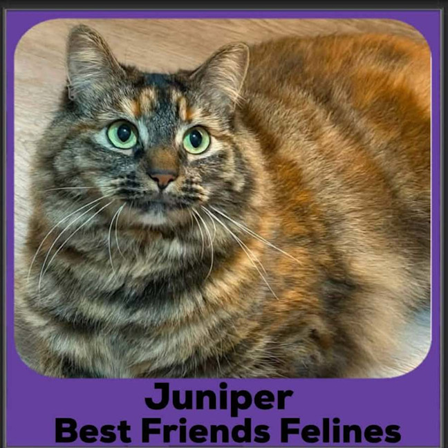Photo of Juniper 