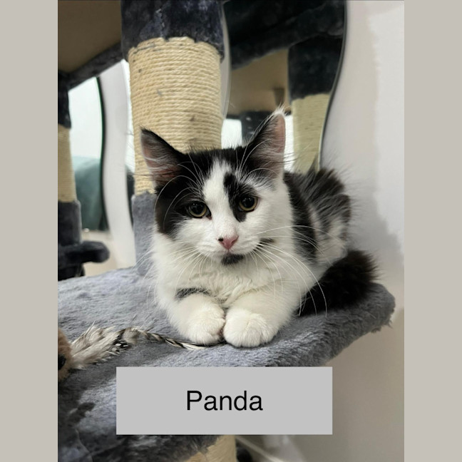 Photo of Panda
